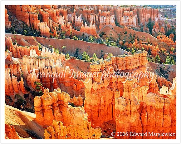 450329C   The hoodoos in Bryce N.P. and morning light 